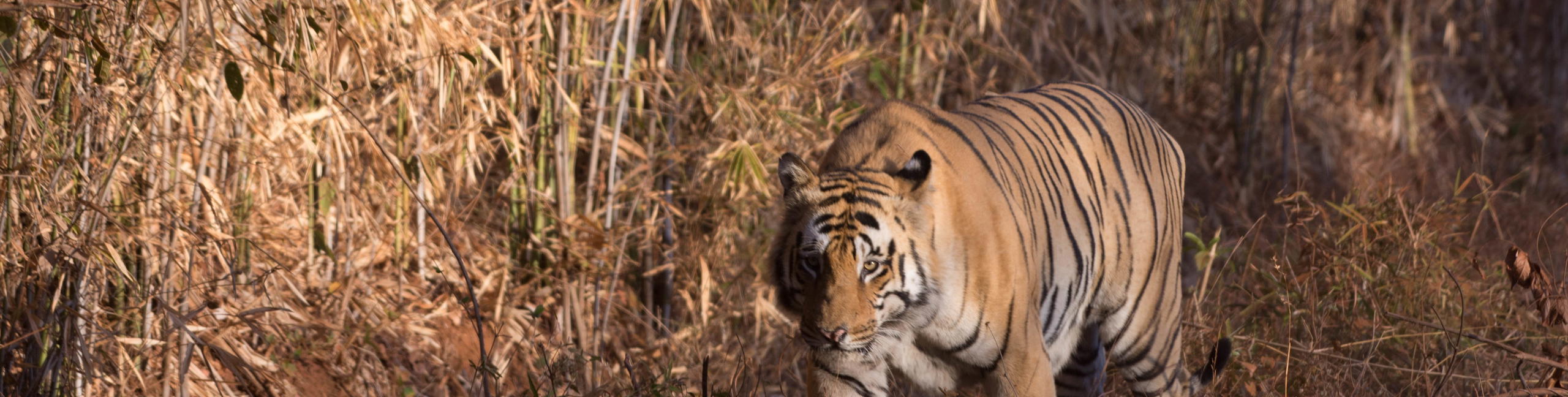 Tadoba National Park - Tiger Safari - Tour