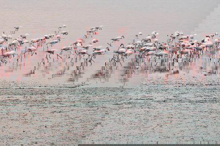 Flamingo boat safari Airoli creek