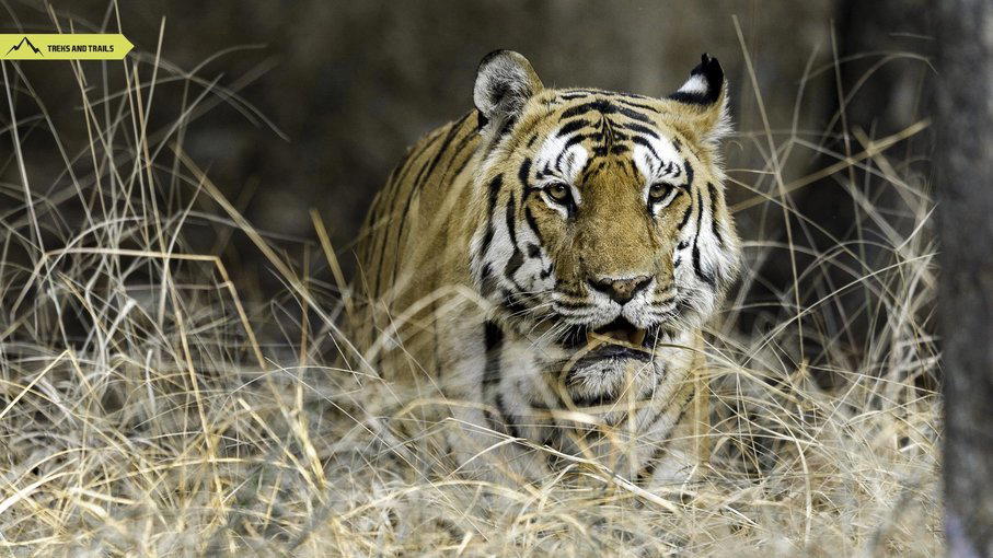 Pench National Park