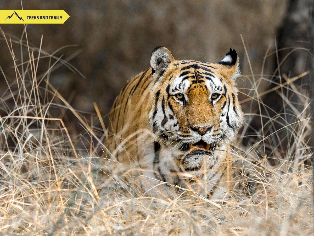 Pench Tiger Safari | Rs 21000 per person - Tour