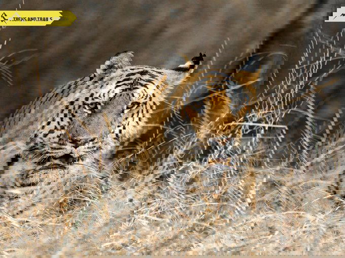 Pench Tiger Safari | Rs 21000 per person - Tour