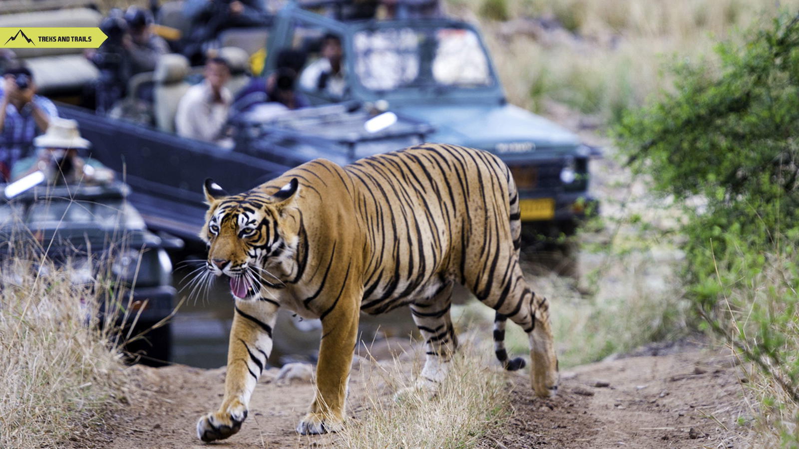 Ranthambore National Park - Tour